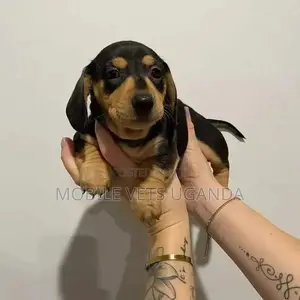 1-3 months Male Purebred Dachshund
