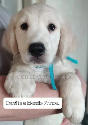 3-6 months Male Purebred Golden Retriever