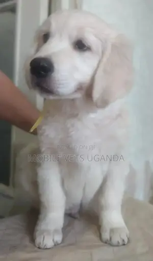 1-3 months Female Purebred Labrador Retriever