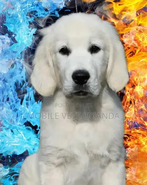 3-6 months Female Purebred Golden Retriever
