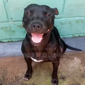 6-12 months Male Purebred American Pit Bull Terrier