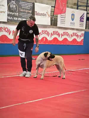 3-6 months Female Purebred Boerboel