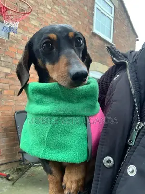 6-12 months Male Purebred Dachshund