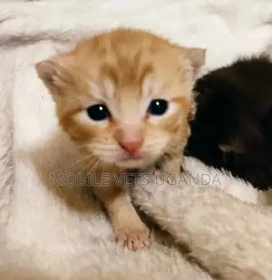 0-1 month Female Purebred Bombay