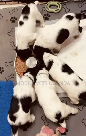 1-3 months Male Purebred Cocker Spaniel
