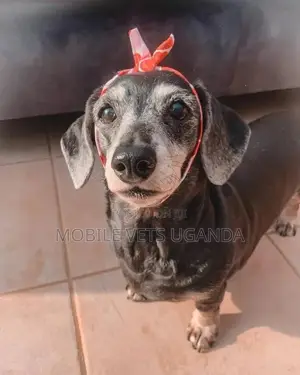 6-12 months Female Purebred Dachshund