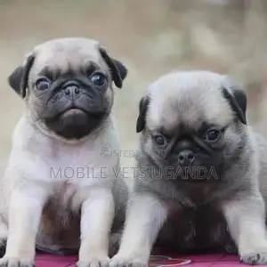 1-3 months Male Purebred Pug