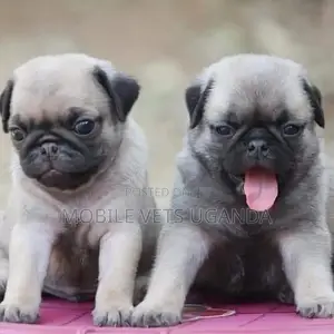 1-3 months Female Purebred Pug