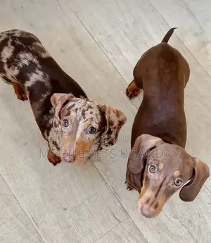 1-3 months Female Purebred Dachshund