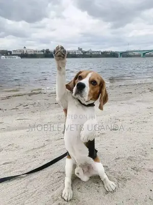 1-3 months Male Purebred Cocker Spaniel