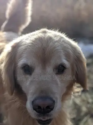 3-6 months Male Purebred Golden Retriever