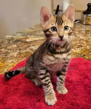 1-3 months Male Purebred British Shorthair