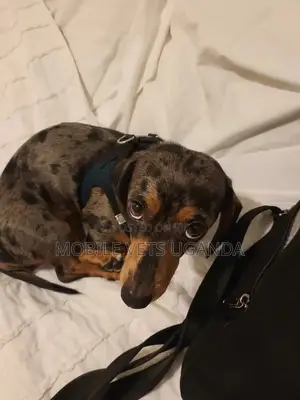 3-6 months Male Purebred Dachshund