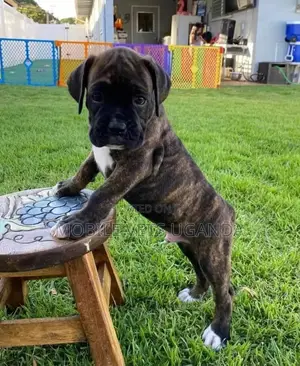 3-6 months Male Purebred Boerboel