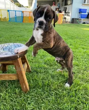 3-6 months Male Purebred Boerboel
