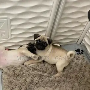 1-3 months Male Purebred Pug