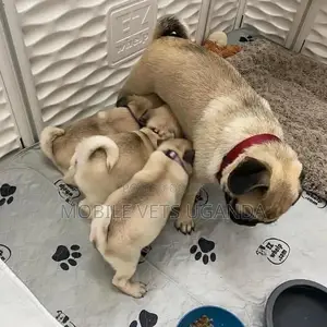 1-3 months Female Purebred Pug