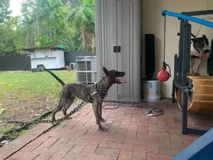 6-12 months Female Purebred Bull Terrier