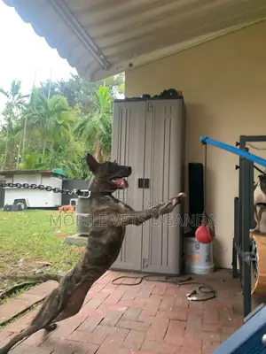 1+ year Male Purebred Bull Terrier