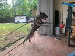 6-12 months Male Purebred Bull Terrier