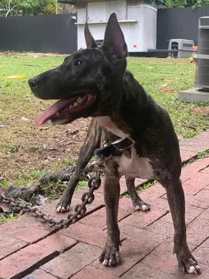 6-12 months Female Purebred Bull Terrier