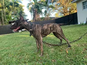 1+ year Female Purebred Bull Terrier