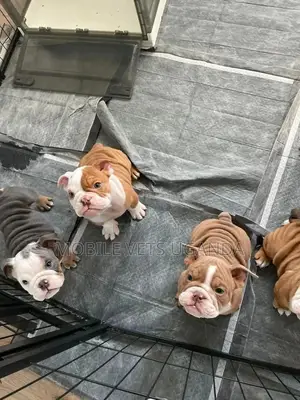 1-3 months Male Purebred Bulldog