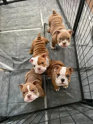 3-6 months Female Purebred Bulldog