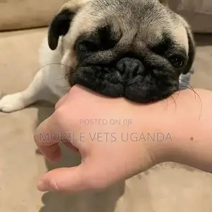 3-6 months Male Purebred Pug