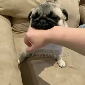 6-12 months Female Purebred Pug