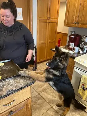 1-3 months Male Purebred German Shepherd