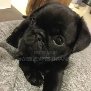 3-6 months Male Purebred Pug