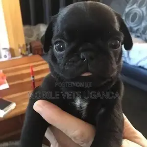 3-6 months Female Purebred Pug