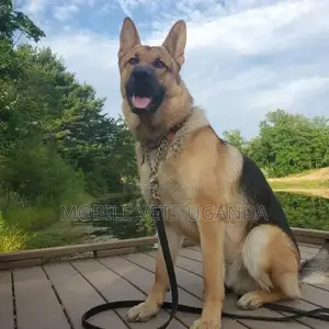 1+ year Male Purebred German Shepherd