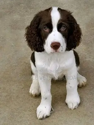 1-3 months Female Purebred Cocker Spaniel