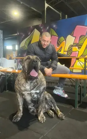 3-6 months Female Purebred Boerboel