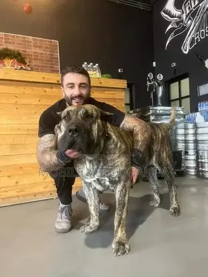 6-12 months Male Purebred Boerboel