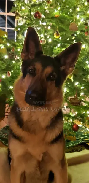 6-12 months Male Purebred German Shepherd