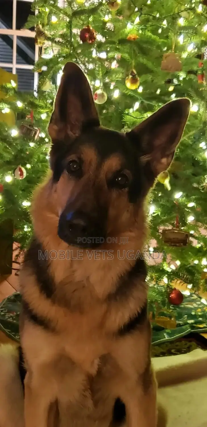 6-12 months Male Purebred German Shepherd