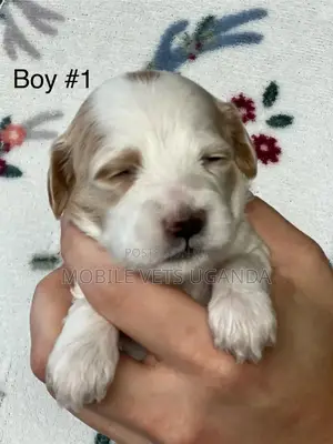 1-3 months Male Purebred Maltese