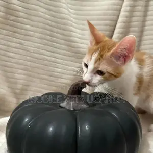0-1 month Male Purebred Exotic