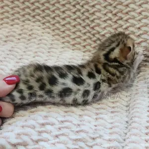 0-1 month Male Purebred American Curl