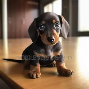 3-6 months Male Purebred Dachshund