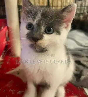 1-3 months Female Purebred Balinese