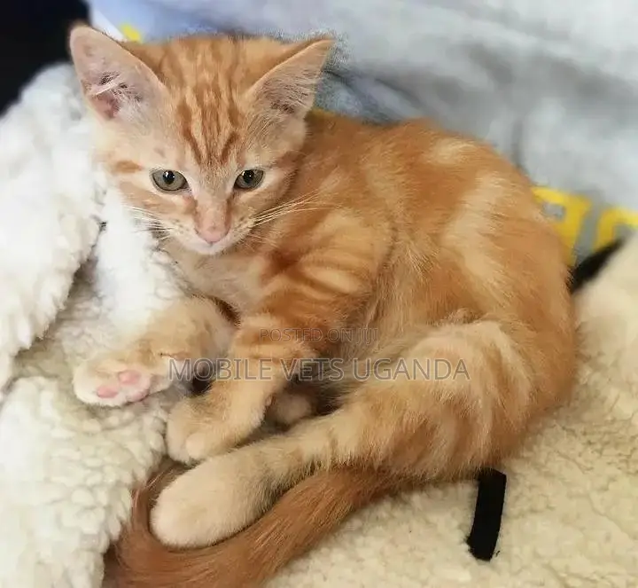 1-3 months Female Purebred Exotic