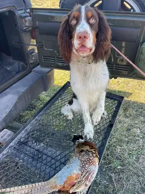 6-12 months Female Purebred Cocker Spaniel