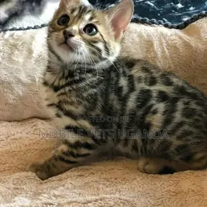 3-6 months Female Purebred Balinese