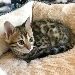 3-6 months Female Purebred American Wirehair