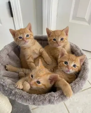 1-3 months Male Purebred American Bobtail