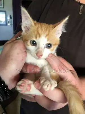 3-6 months Female Purebred American Wirehair